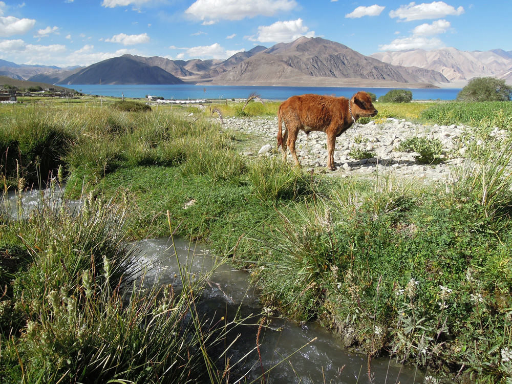 Pangong Tso