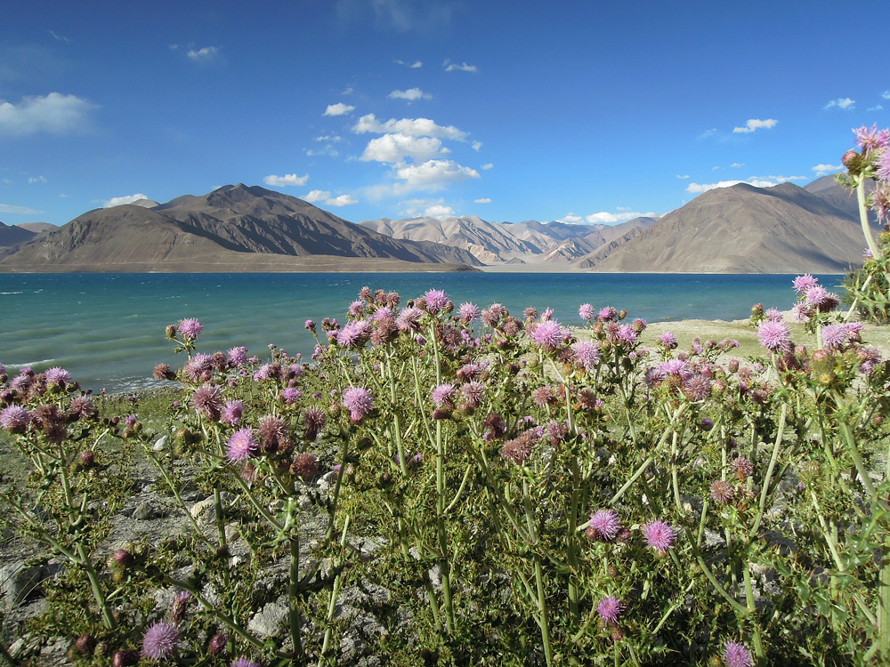 Pangong Tso