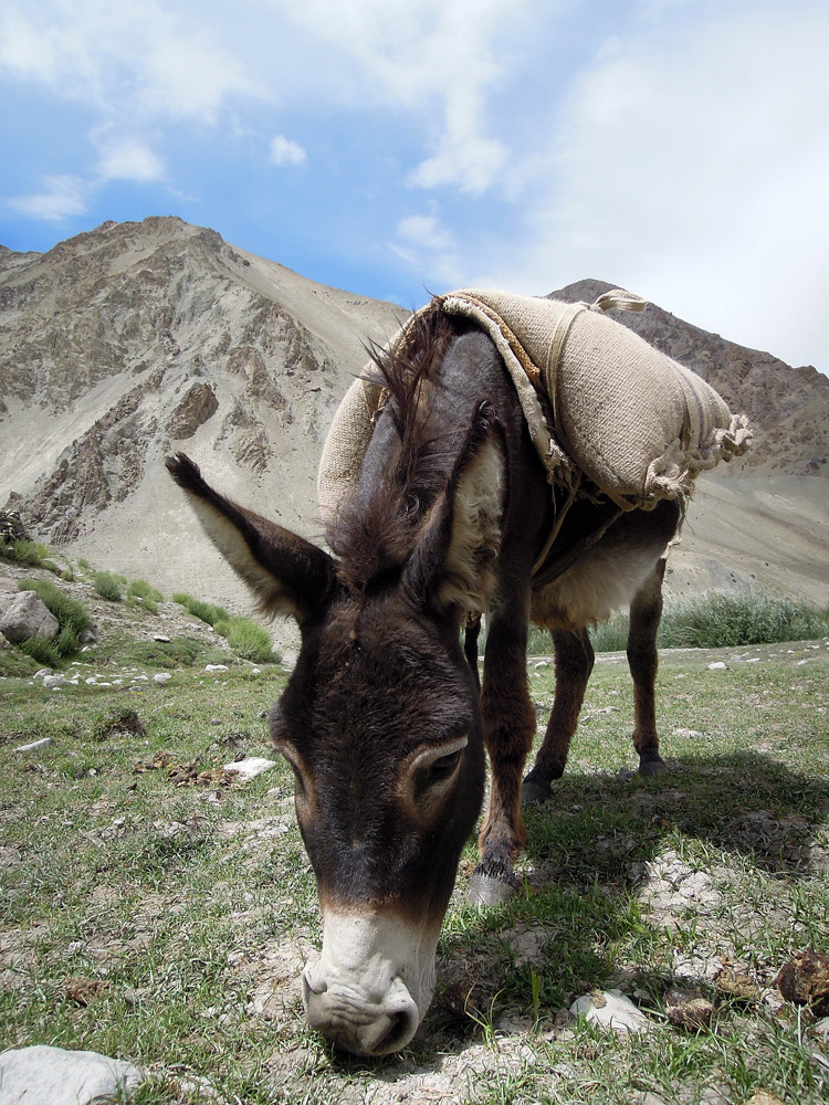 Markha Valley