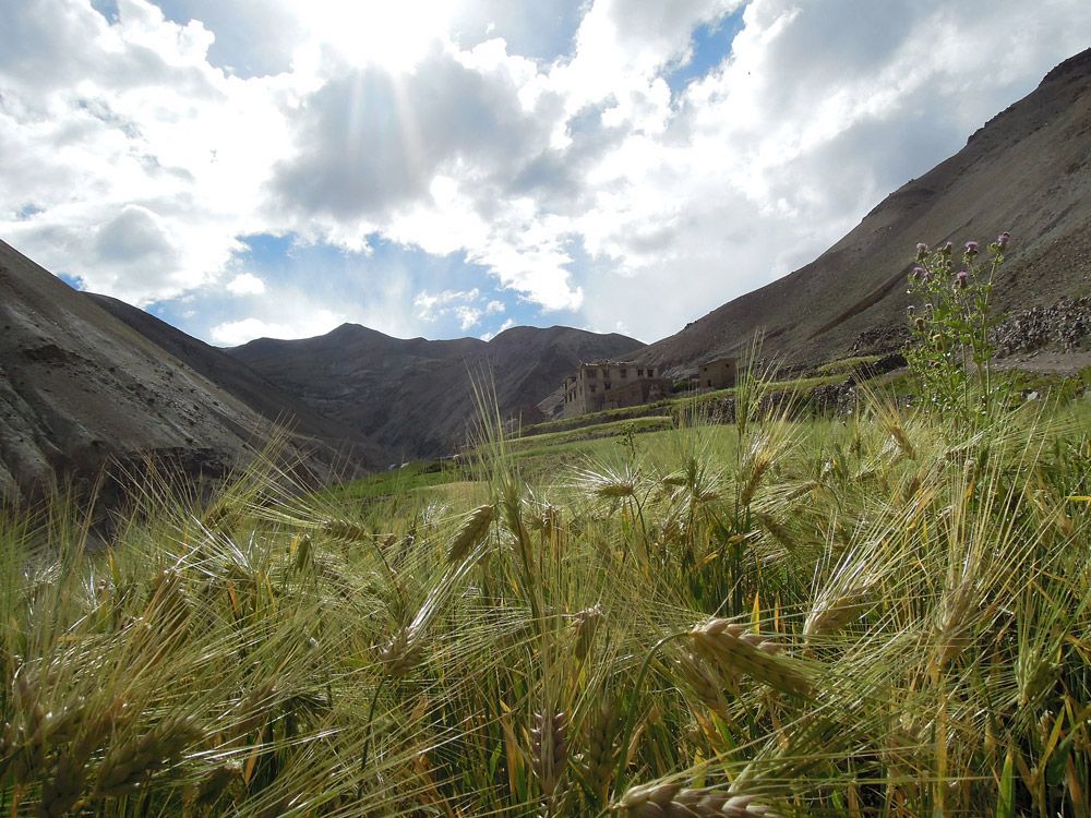 Markha Valley