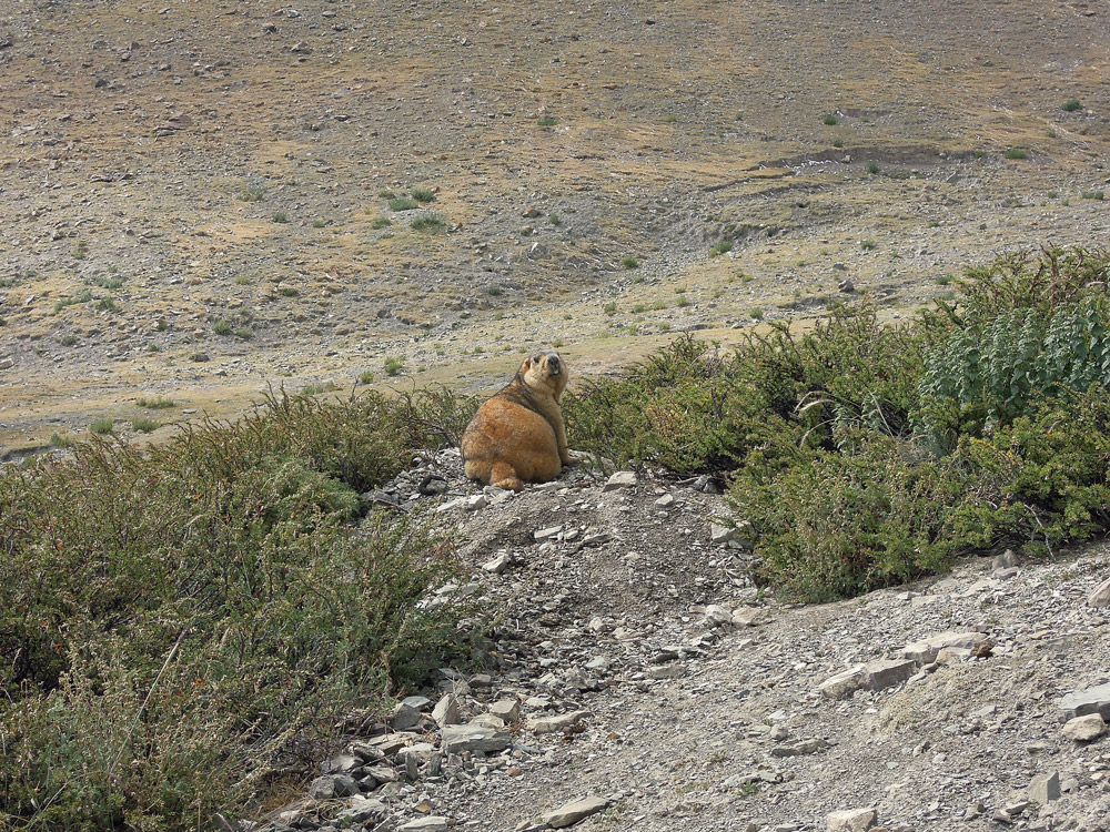 Markha Valley