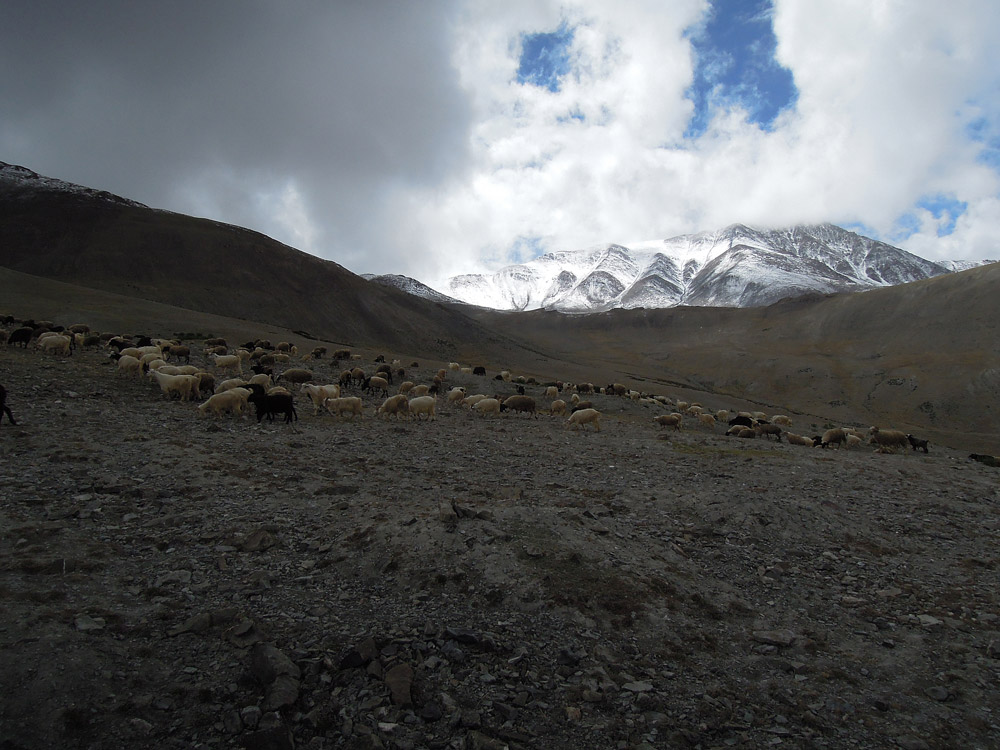 Markha Valley