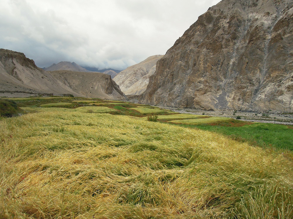 Markha Valley