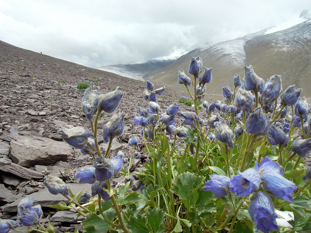 Markha Valley