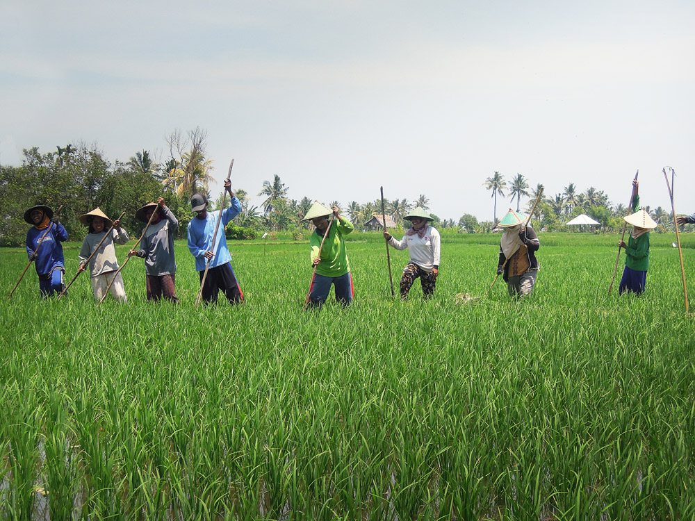 Lombok