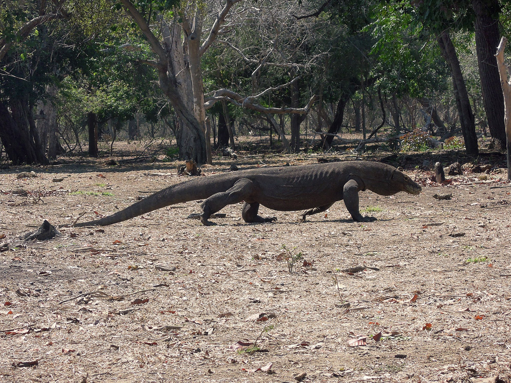 Rinca Komodo Nationalpark Labuan Bajo