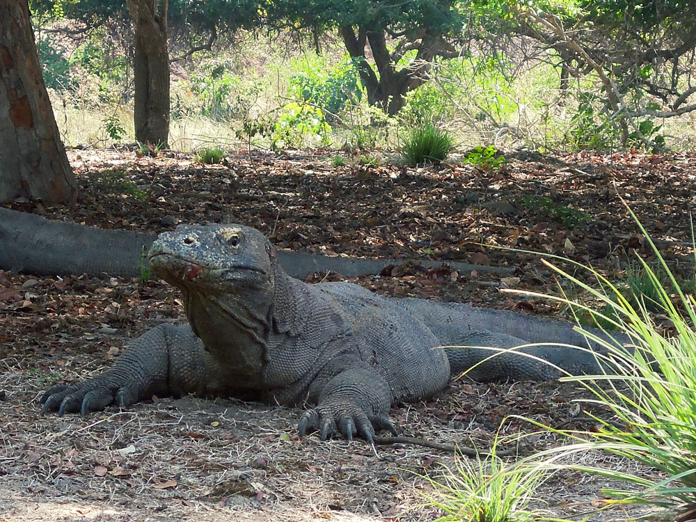 Rinca Komodo Nationalpark Labuan Bajo