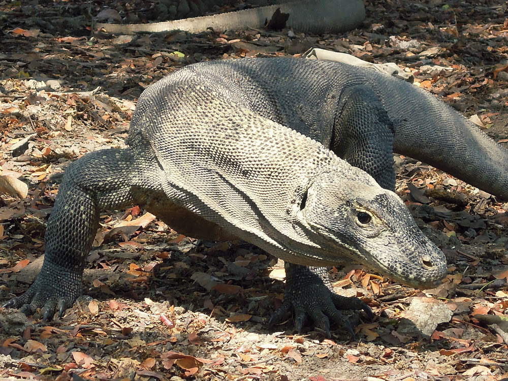 Rinca Komodo Nationalpark Labuan Bajo