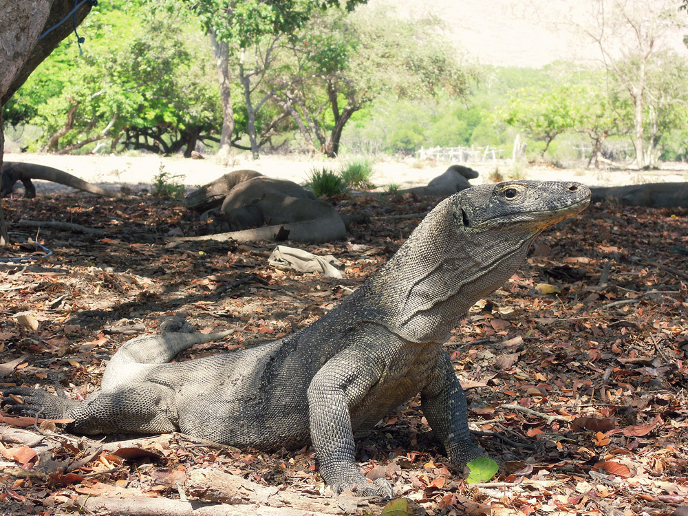 Rinca Komodo Nationalpark Labuan Bajo