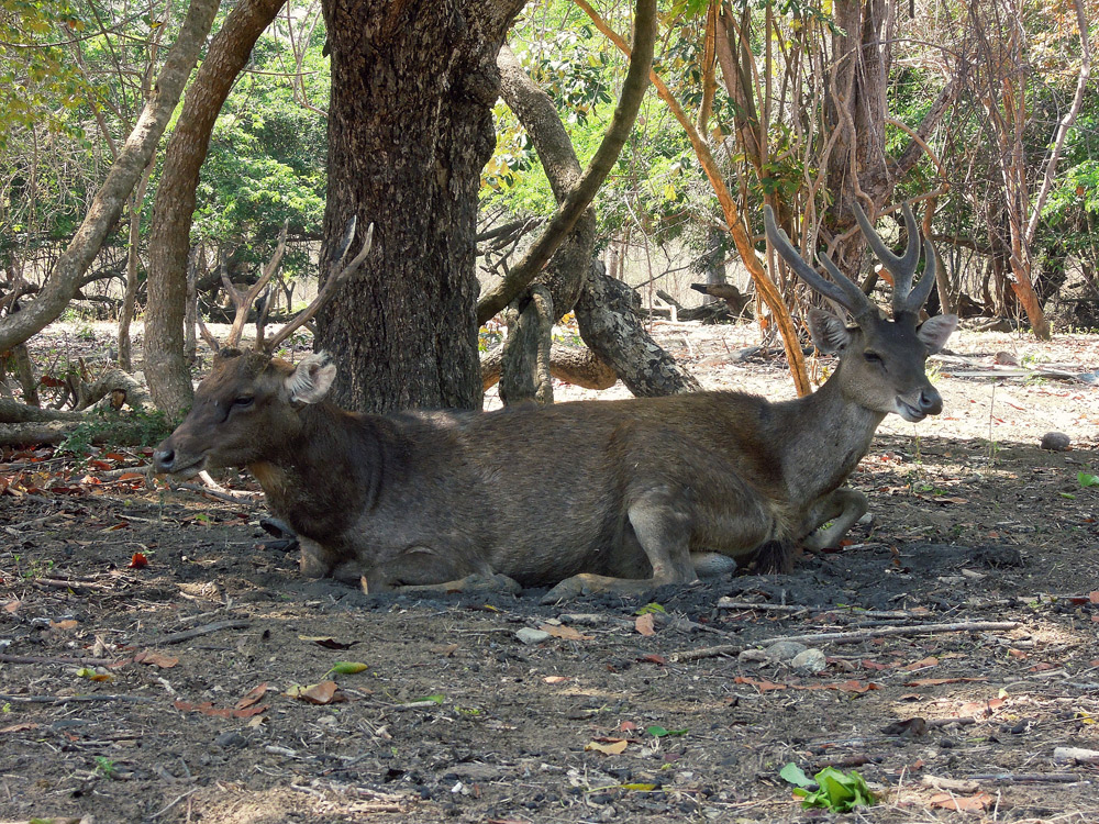 Rinca Komodo Nationalpark Labuan Bajo