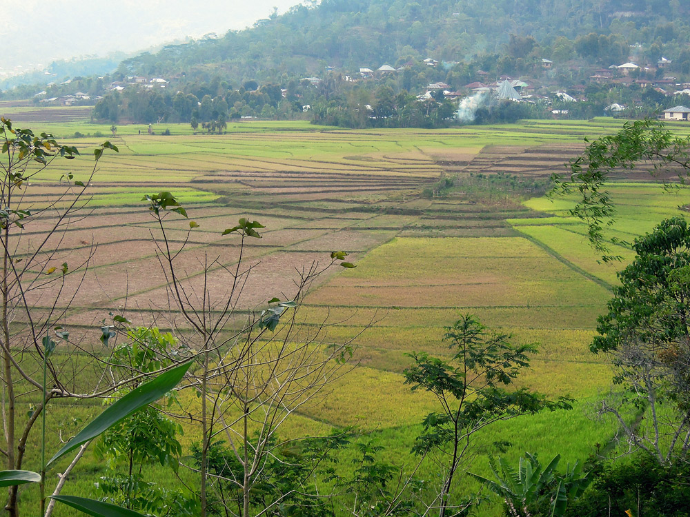 Ruteng, Spiderweb, Reisfelder