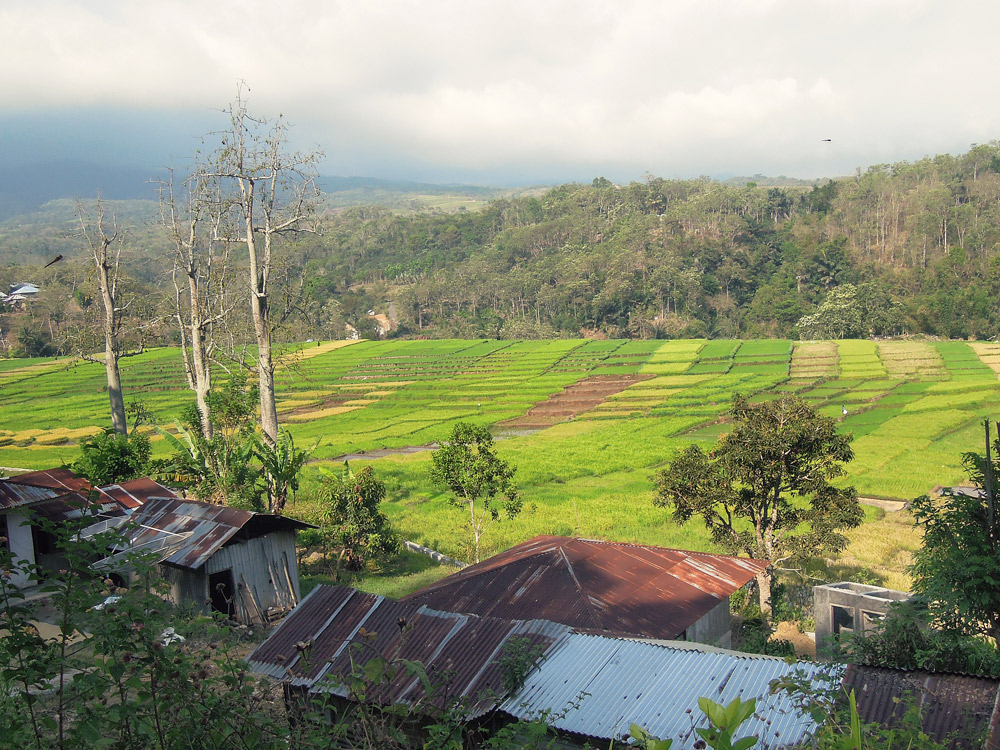 Ruteng, Spiderweb, Reisfelder