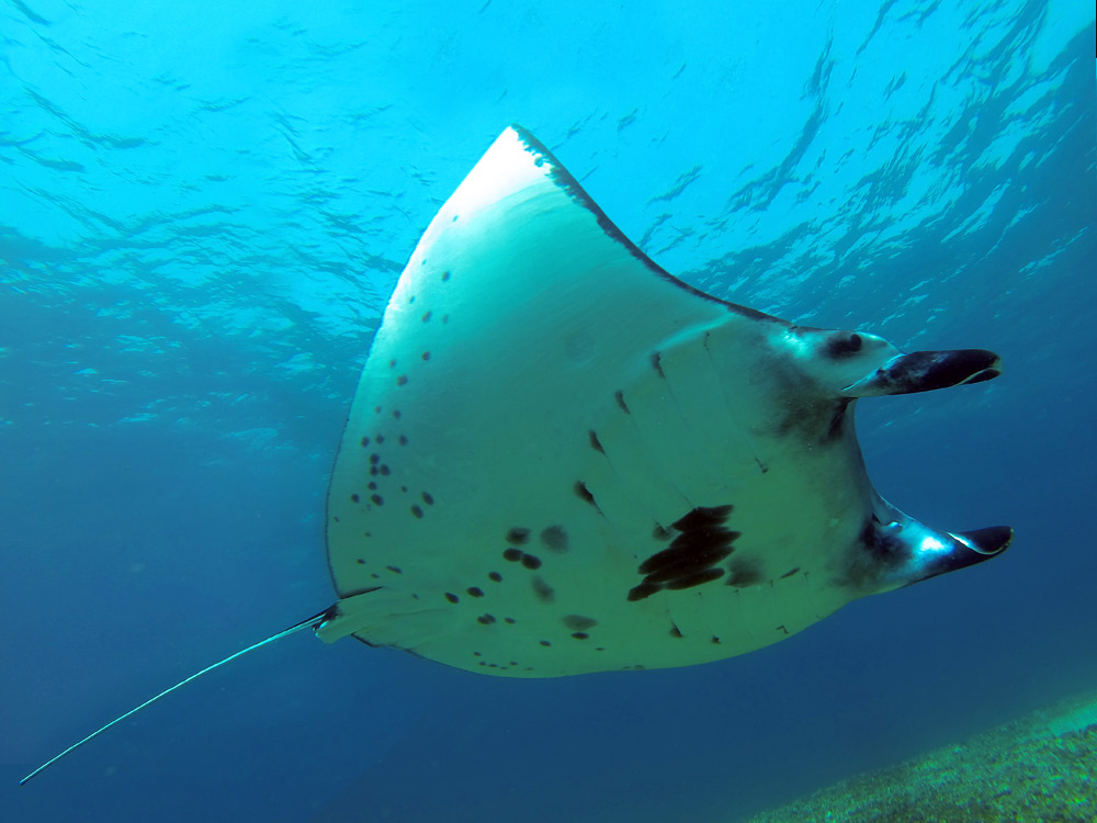 Labuan Bajo Mantarochen