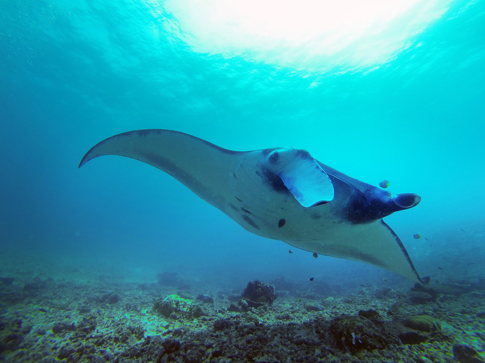 Labuan Bajo Mantarochen