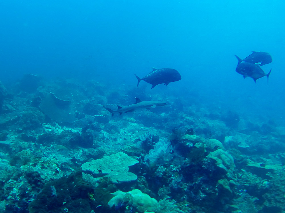 Labuan Bajo Shark