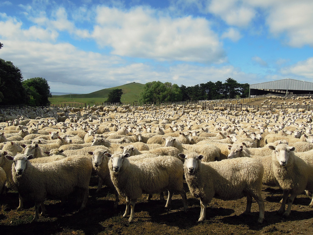 Gisborne Neuseeland