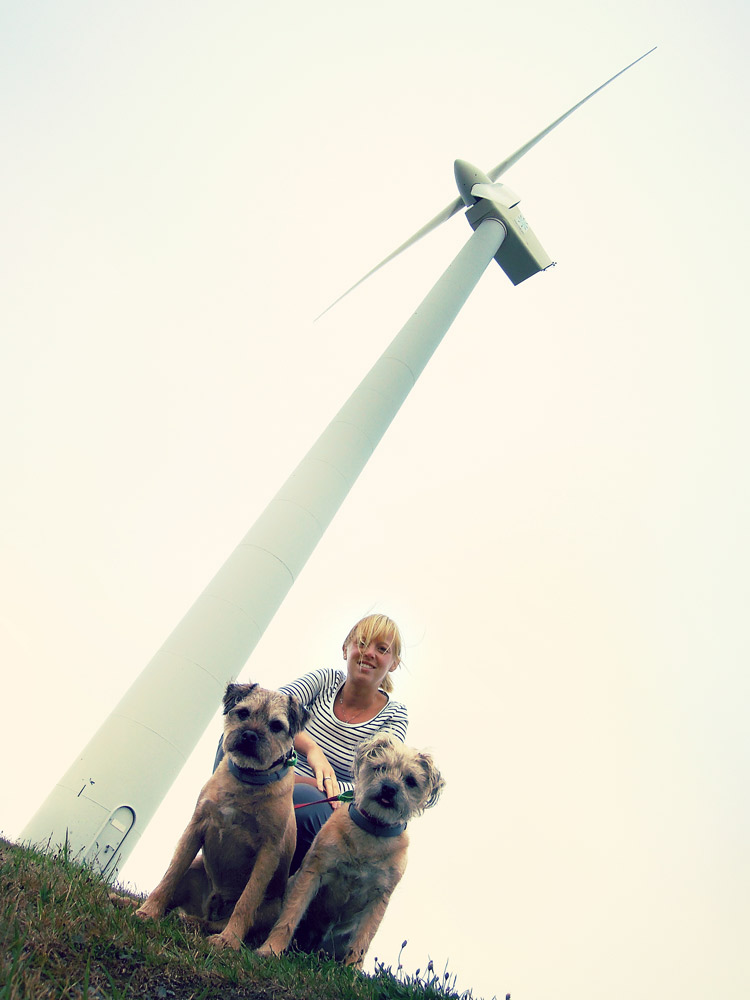 Wellington Windmill