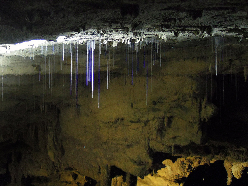 Waitomo Cave