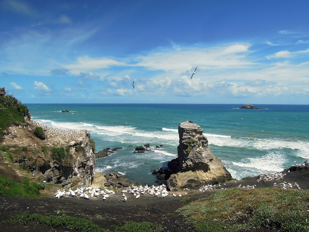 Muriwai Auckland