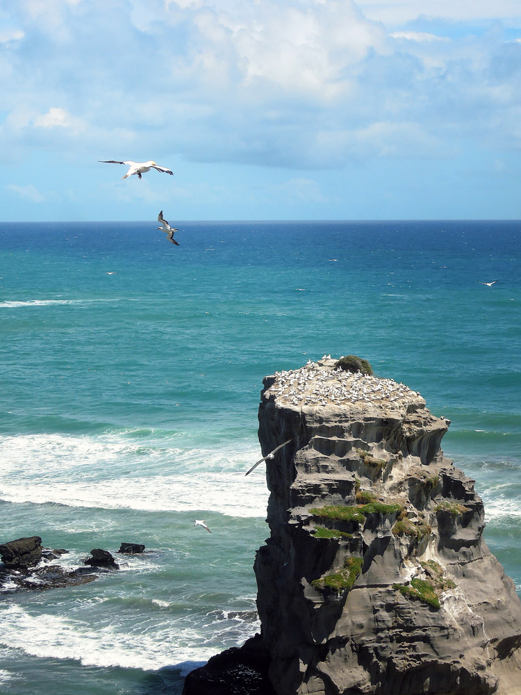 Muriwai Auckland