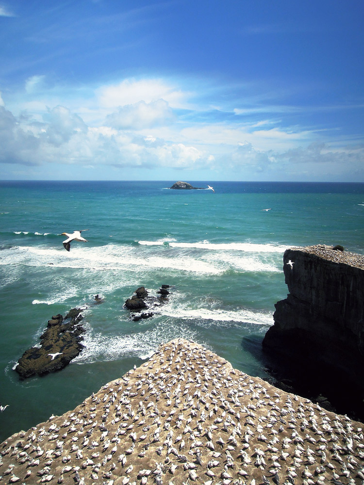 Muriwai Auckland