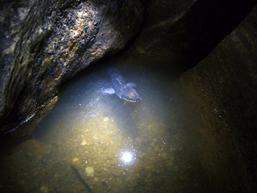 Abbey Caves