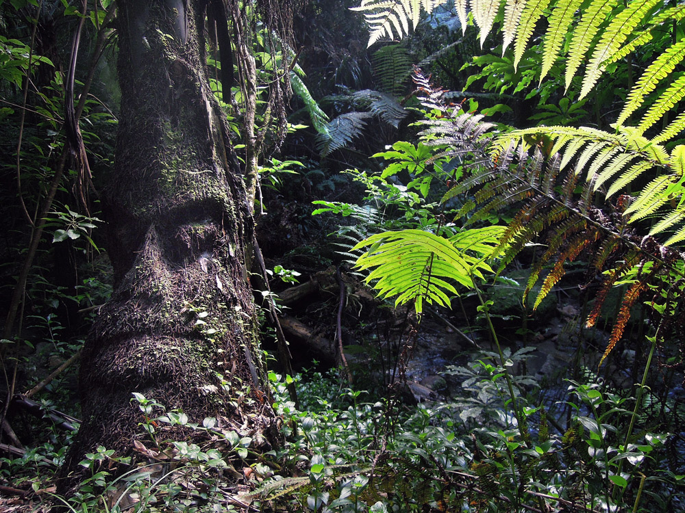 McLaren Falls Park Tauranga