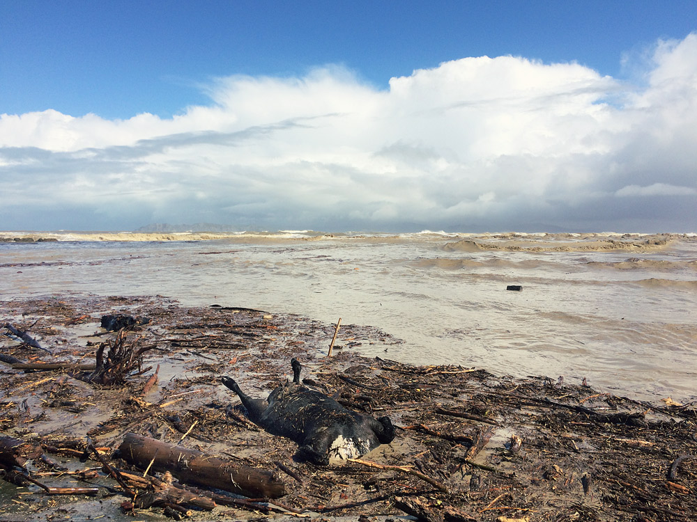 Gisborne-Hochwasser-beach