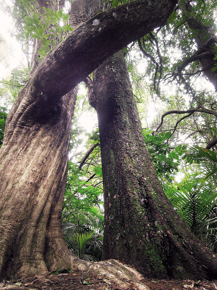 Greys-Bush-Scenic-Reserve-Baumstamm