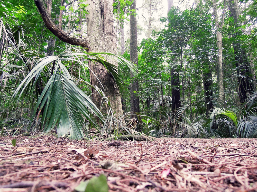 Greys-Bush-Scenic-Reserve-Wald