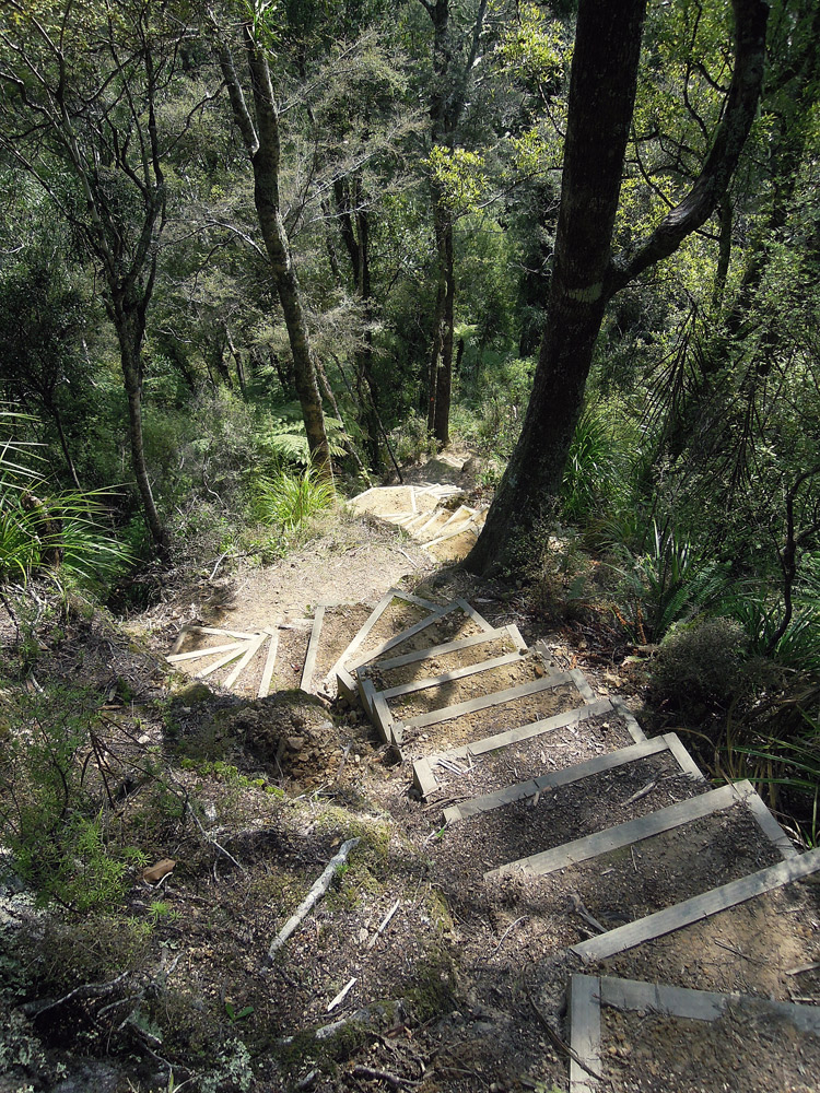 Morere-springs-scenic-reserve-forrest-stairs