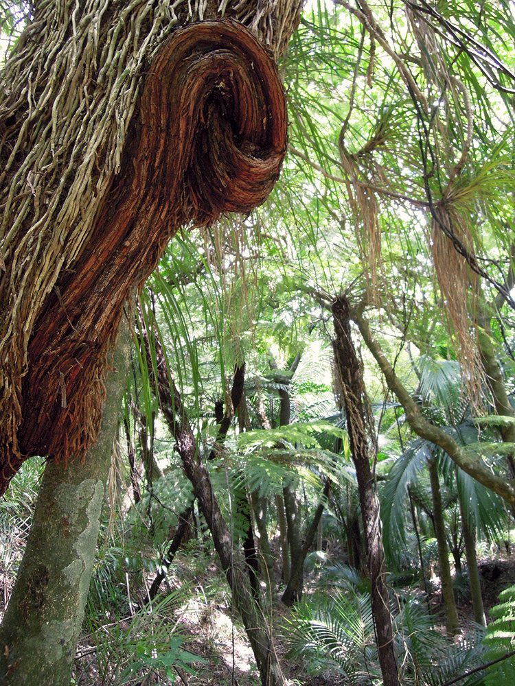 Morere-springs-scenic-reserve-forrest-tree