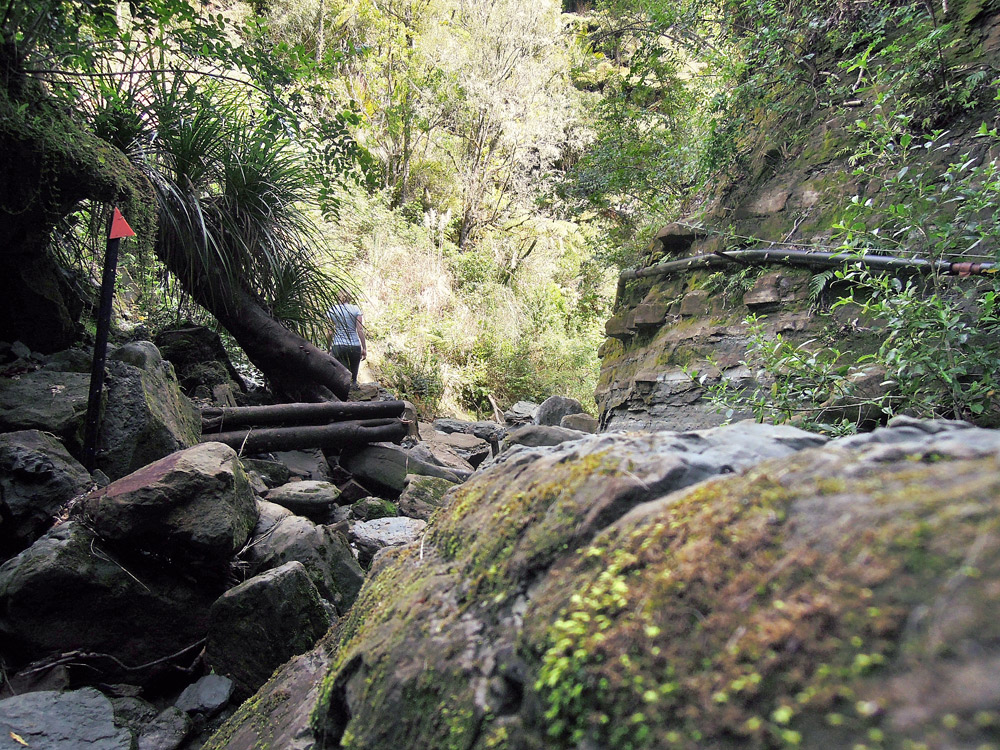 Morere-springs-scenic-reserve-river