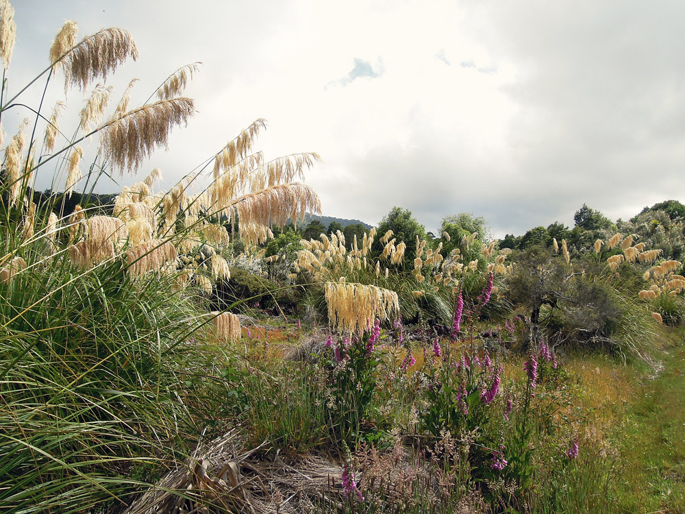 Lake-Waikaremoana-Neuseeland-bush