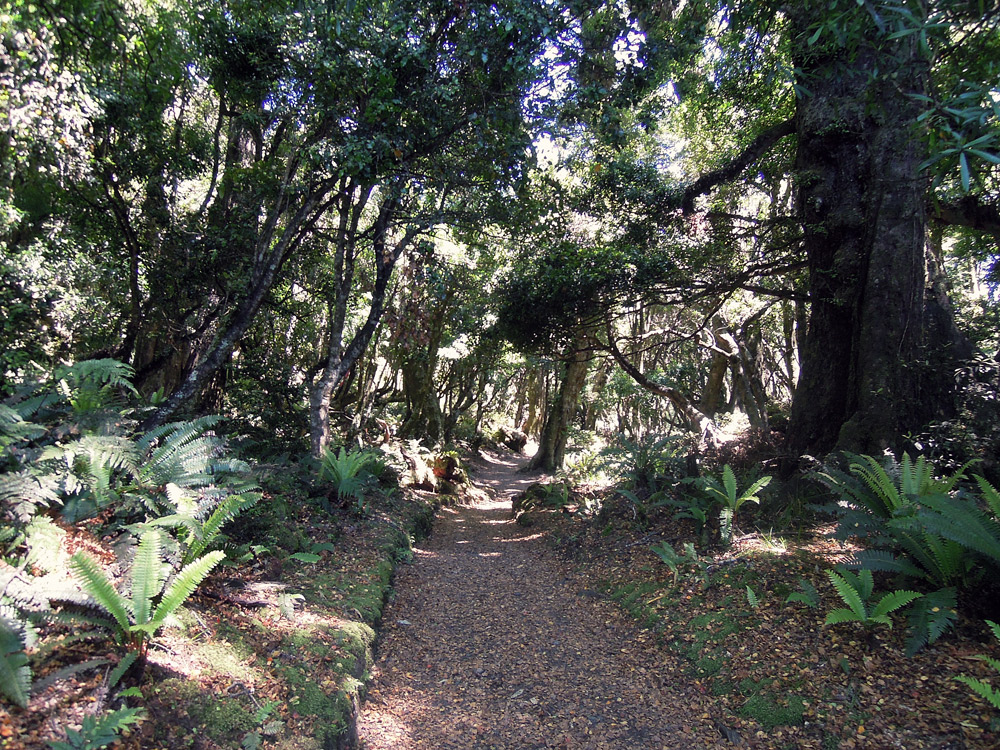 Lake-Waikaremoana-Neuseeland-forrest-walk